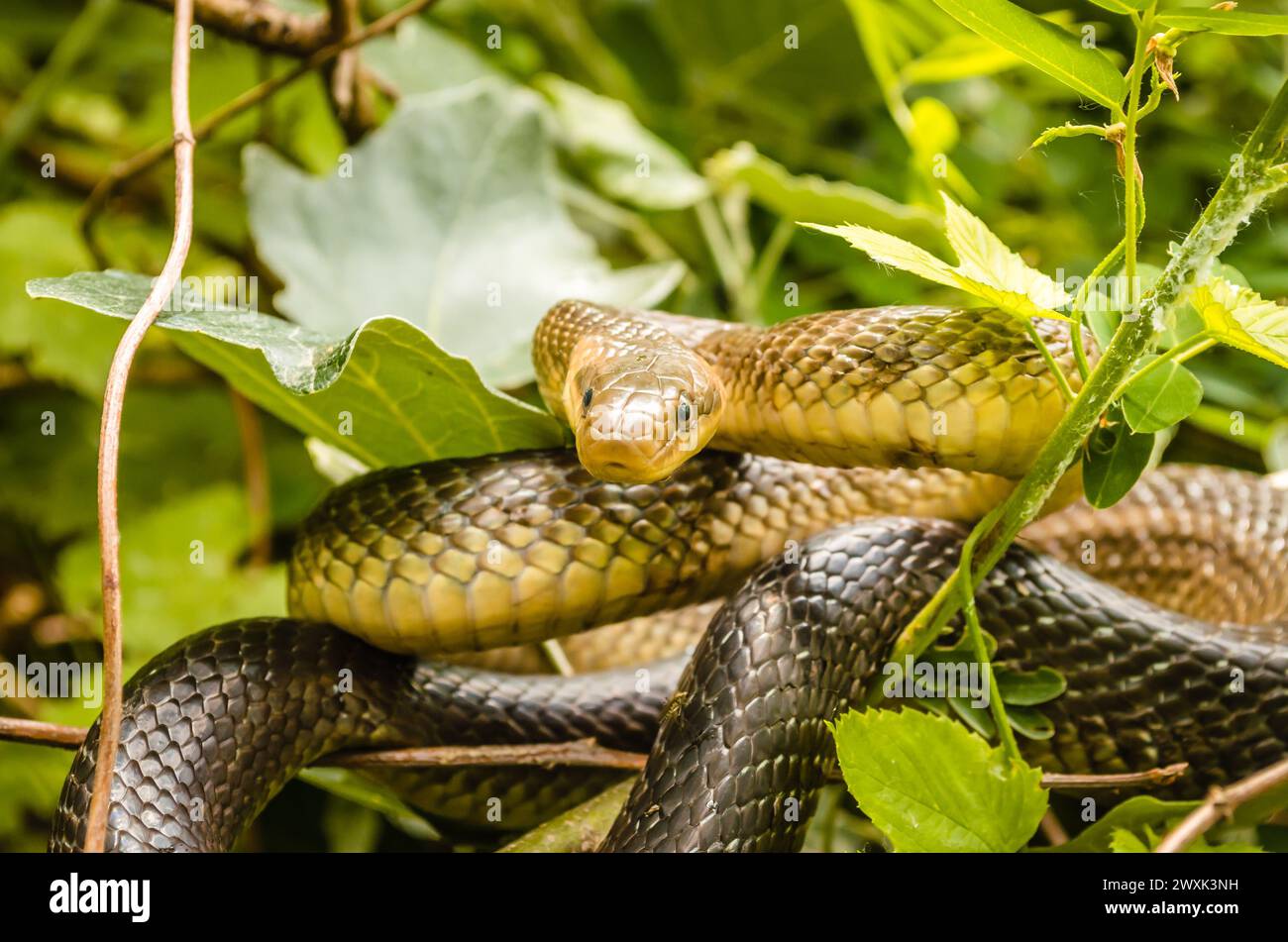 Aesculapius snake - Zamenis longissimus, Elaphe longissima, non-venomous olive green and yellow snake native to Europe, subfamily Colubrinae of the fa Stock Photo