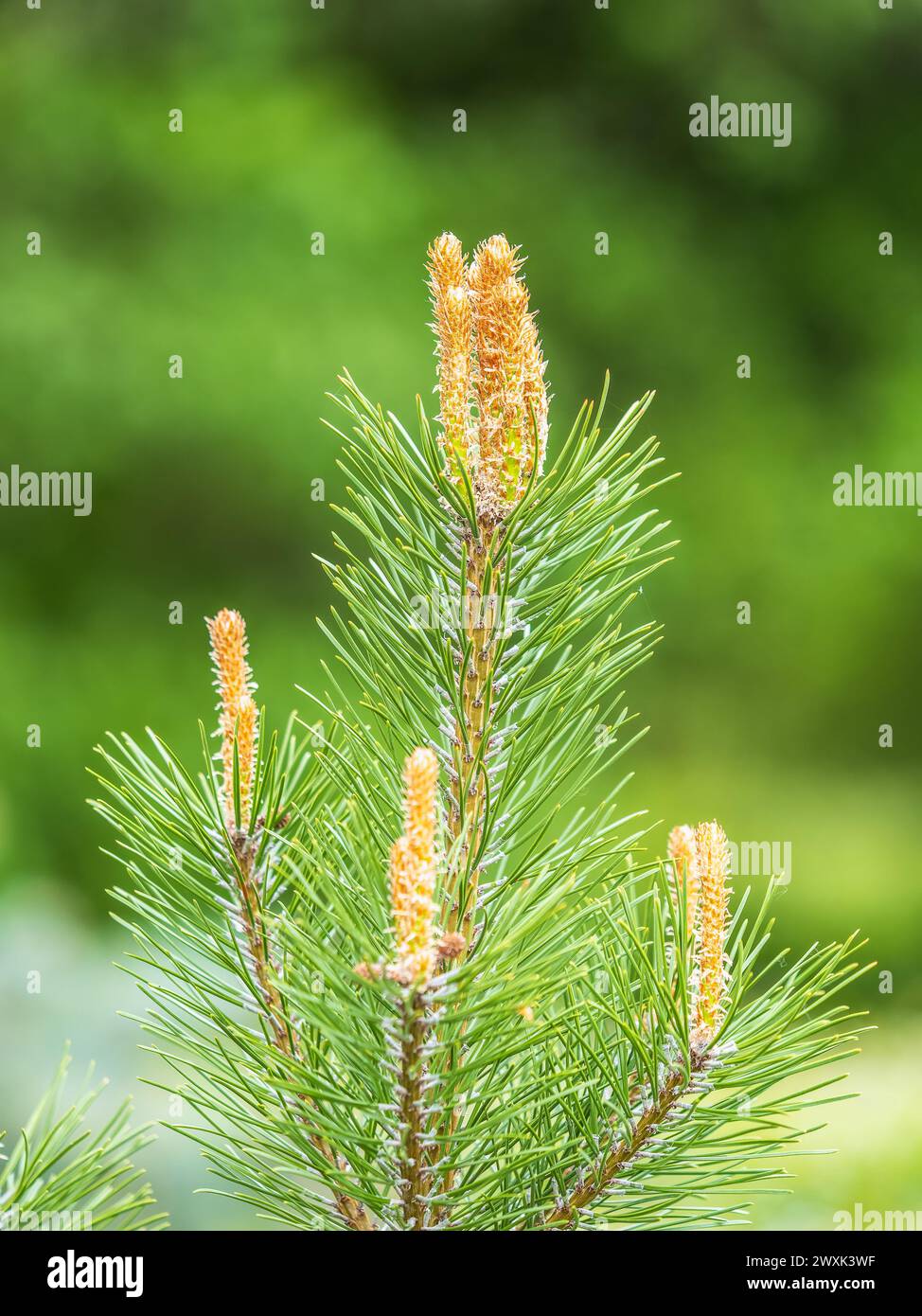 Green small pine trees with fresh shoots in spring or summer. Dense thickets of stunted pines with young branches in the spring in the mountains Stock Photo