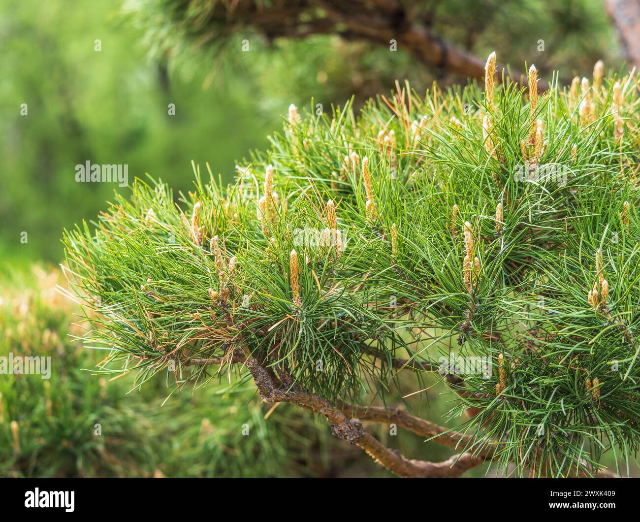 Green small pine trees with fresh shoots in spring or summer. Dense thickets of stunted pines with young branches in the spring in the mountains Stock Photo