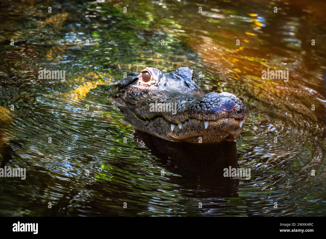 Everglades alligator Stock Photo