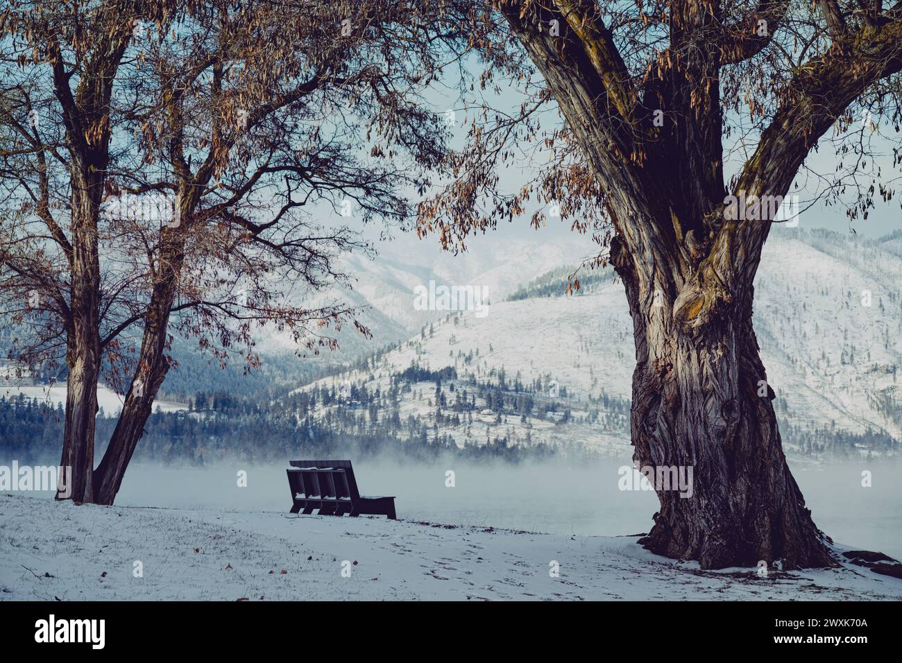 Bench - perfectly located to enjoy views of Lake Chelan - sits between two graceful trees in a snow-covered landscape Stock Photo