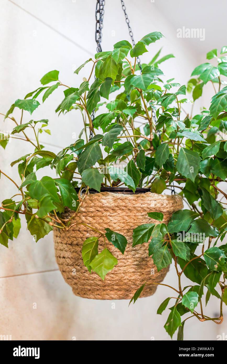 Rhoicissus plant in hanging flower pot on a chain indoors Stock Photo