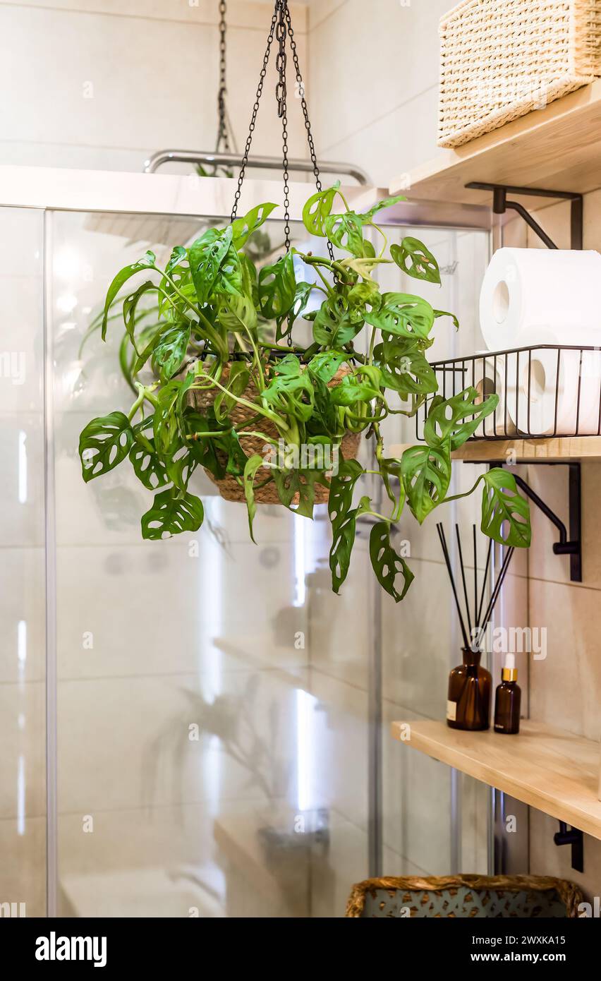 Monstera adansonii the Adanson's monstera, Swiss cheese plant or five holes plant in hanging flowerpot as a decor for bathroom interior Stock Photo