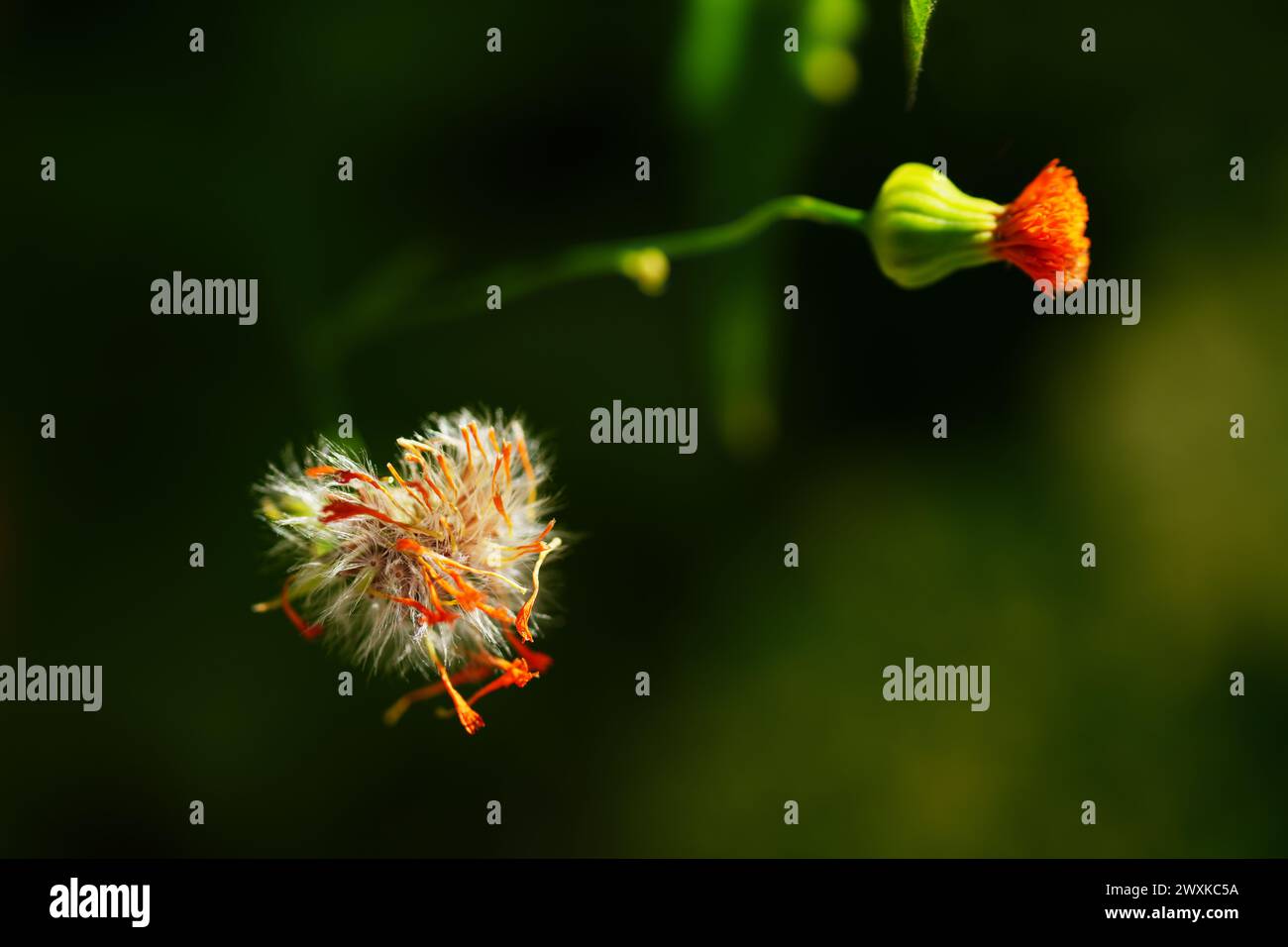 Orange Tasselflower Bud and Seed Head Stock Photo