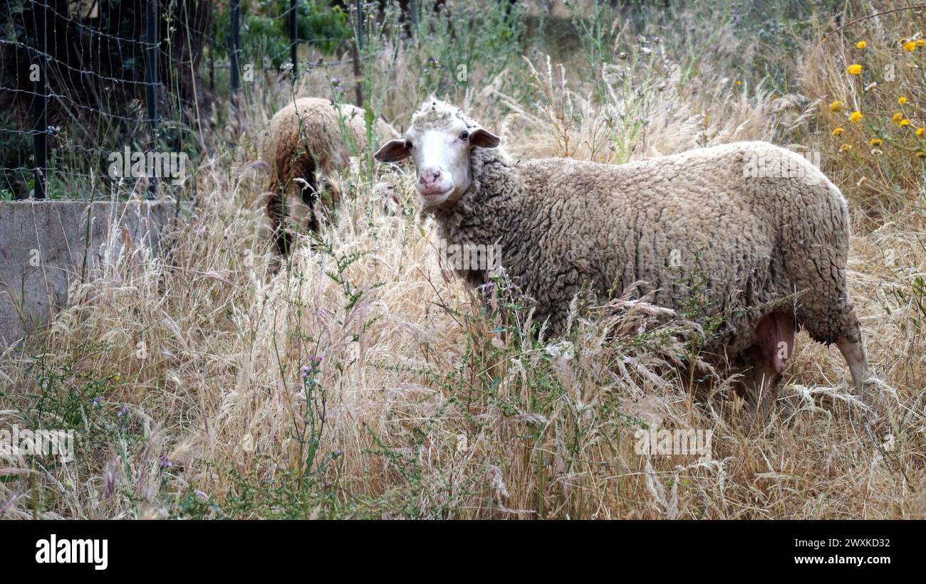 Domestic sheep grazing in tall grass, Proenca-a-Velha, Portugal Stock Photo