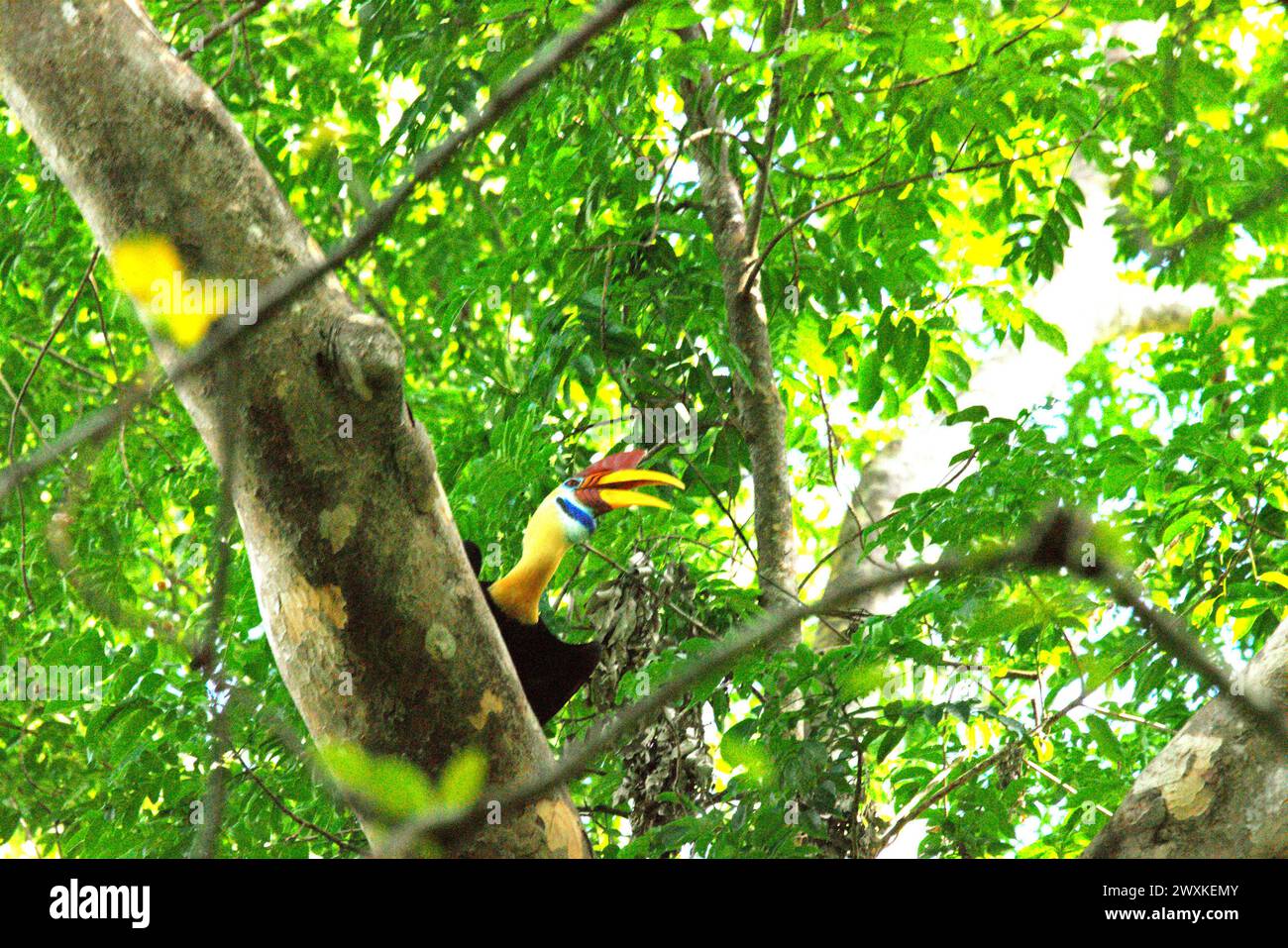 A male individual of knobbed hornbill (Rhyticeros cassidix) looks up, as it is perching on a tree branch in Tangkoko Nature Reserve, North Sulawesi, Indonesia. Climate change is altering environmental niches, causing species to shift their habitat range as they track their ecological niche, that could be a disadvantage in terms of effective management for biodiversity, according to Nature Climate Change. A report by a team of scientists led by Marine Joly, based on research conducted since 2012 to 2020, has revealed that the temperature is increasing by up to 0.2 degree Celsius per year in... Stock Photo