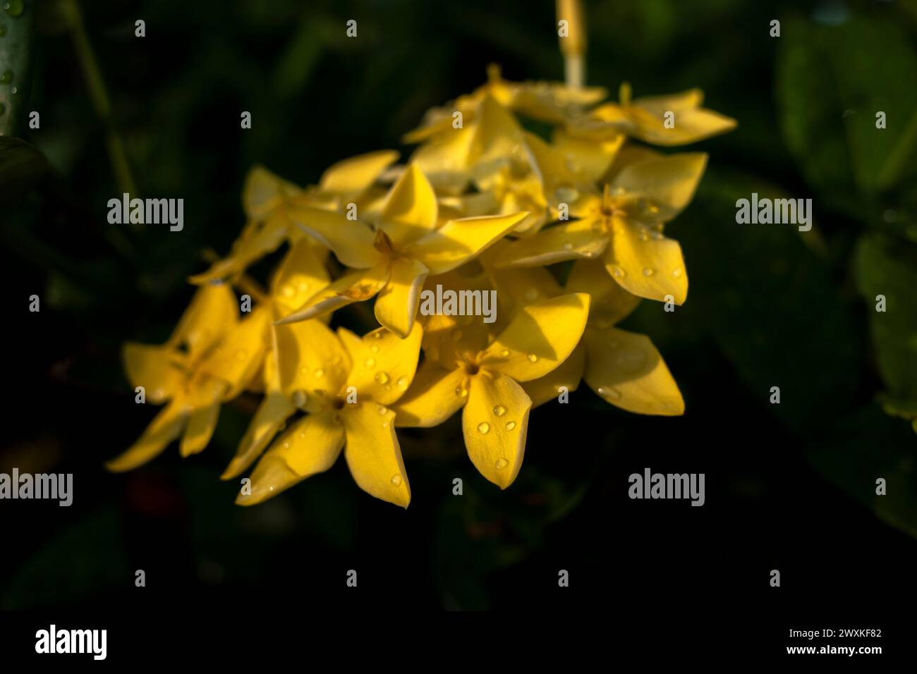 Yellow Soka Flower, Ixora coccinea, Jungle geranium, a species in the family Rubiaceae. Shallow focus. Stock Photo