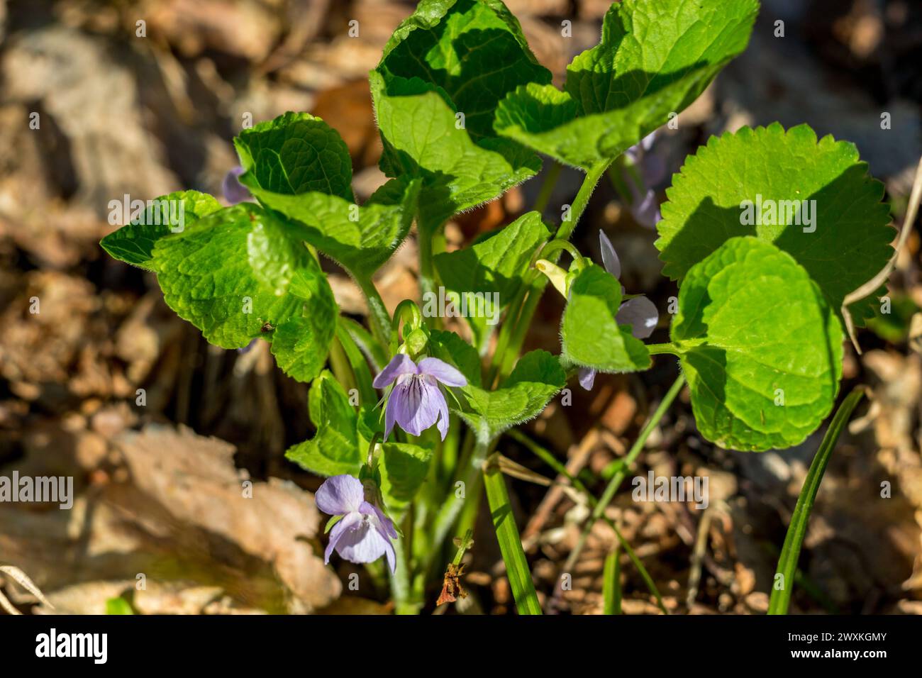 Flowering plant heath violet (Viola canina) in may Stock Photo