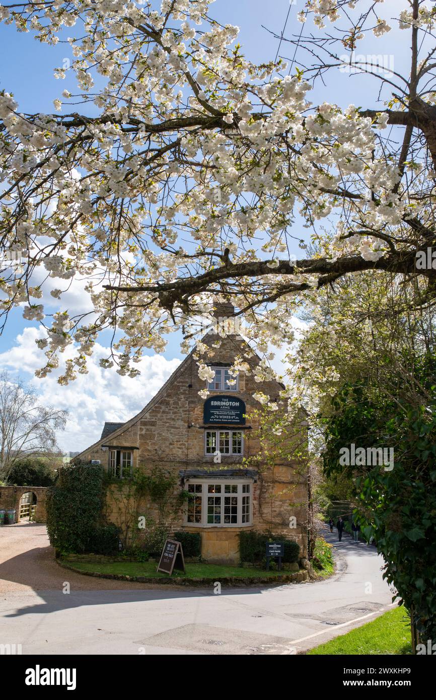 The Ebrington Arms and cherry tree blossom in spring. Ebrington, Chipping Campden, Gloucestershire, England Stock Photo