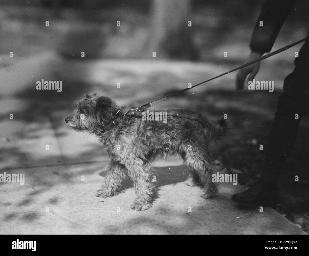 'Rags' - Army 1st Division mascot during World War I ca. 1917-1921 Stock Photo