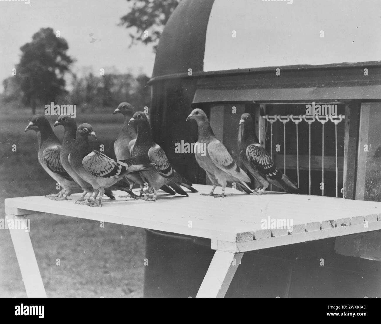 Homing Pigeons at the entrance to a loft ca. possibly 1930s Stock Photo ...