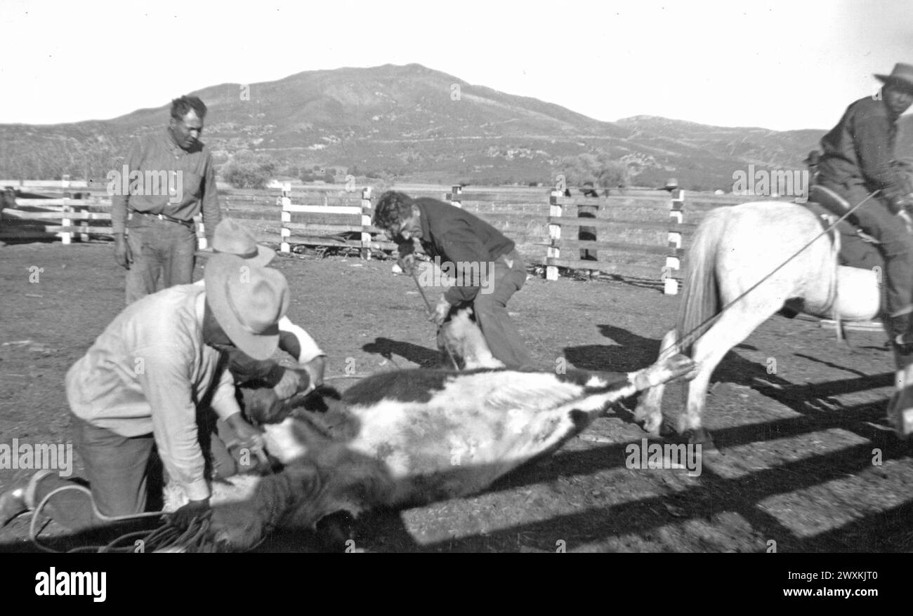 Viejas Band Of Kumeyaay Indians: Photograph of cowboys at a cattle ...
