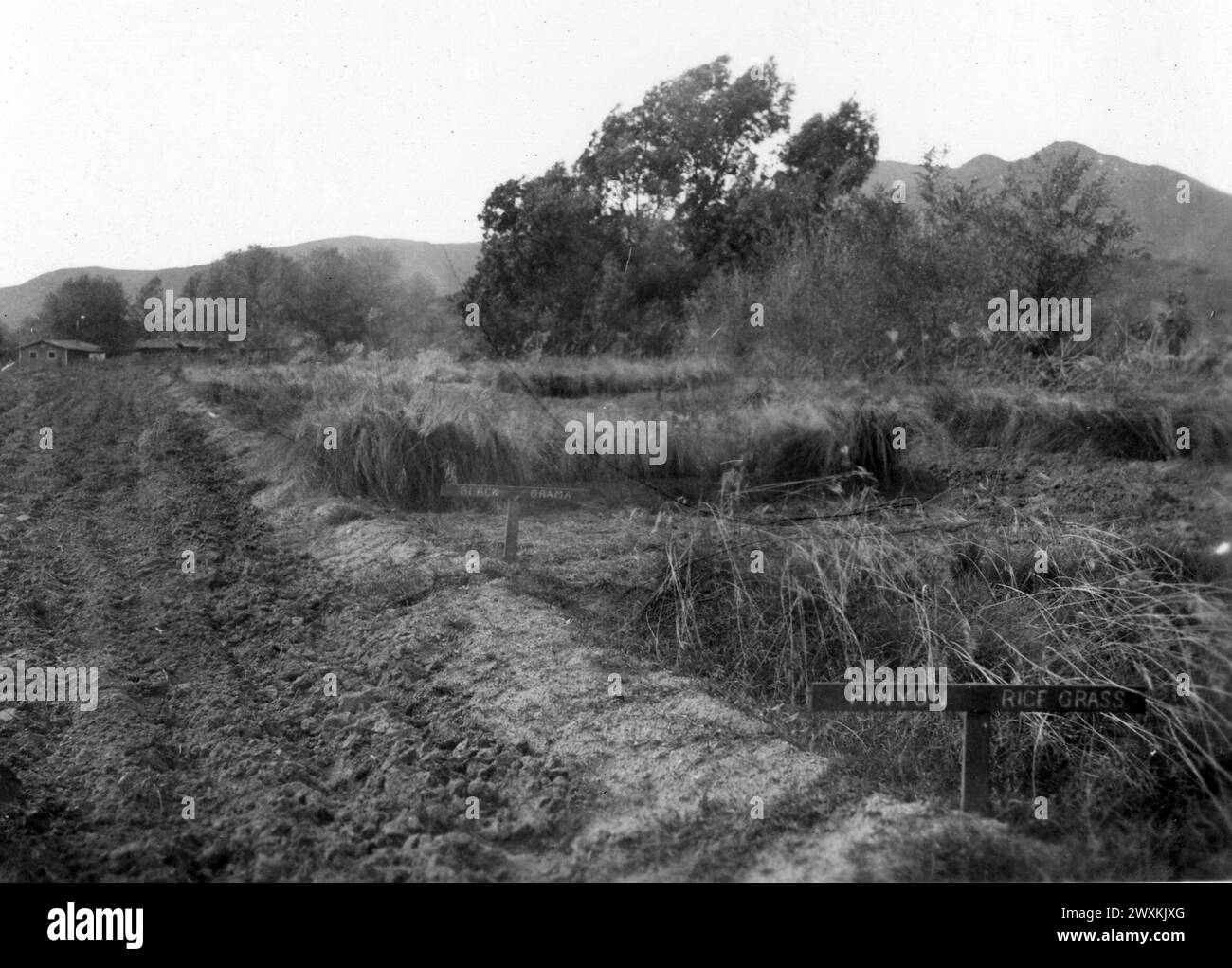 Photograph of Pinyon Ricegrass and Black Grama Grown as Part of the CCC-ID Nursery Project in rural California ca. 1936-1942 Stock Photo