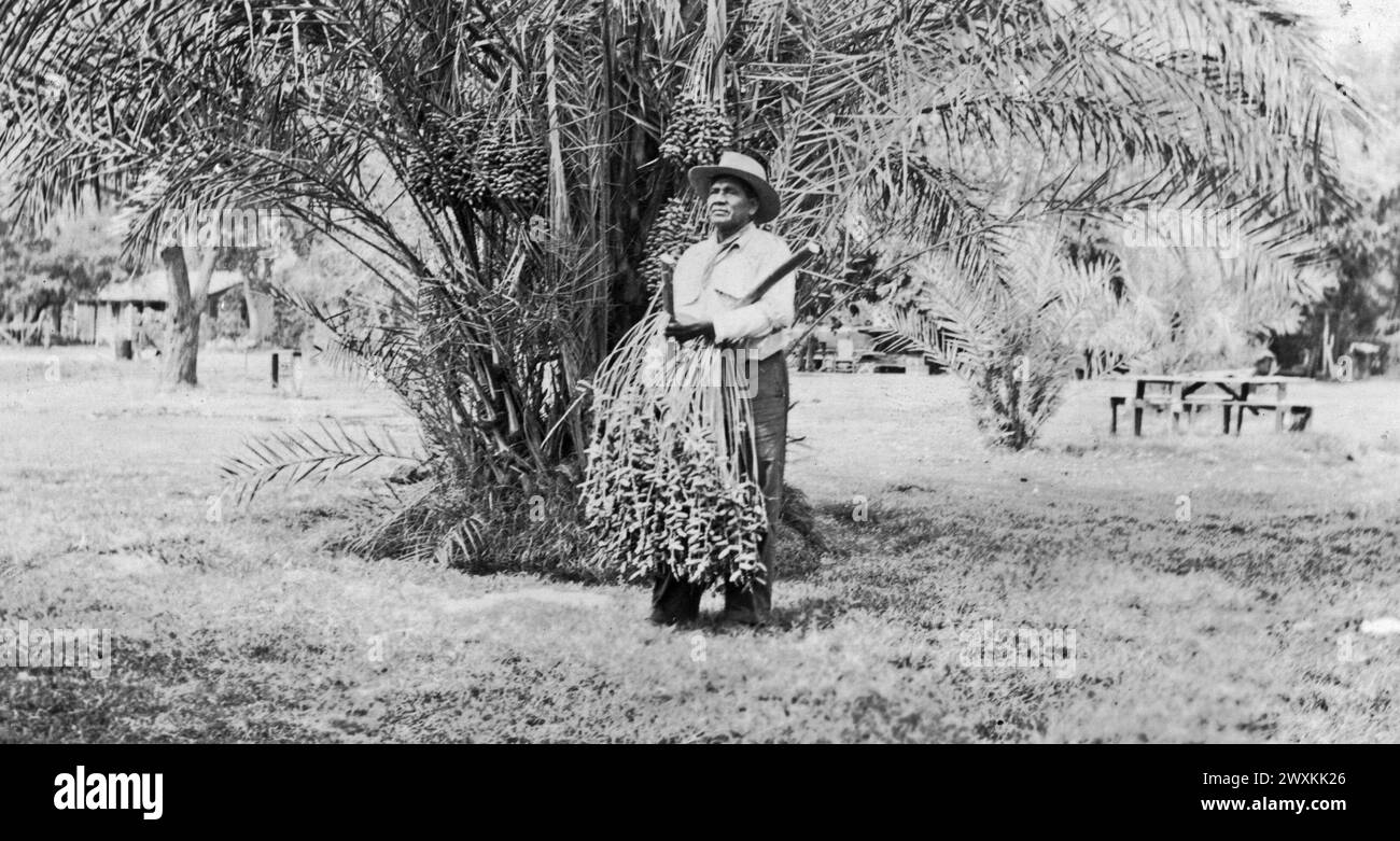 Original caption: 'Date palms on the grounds of William Marcus, Palm Springs. William Marcus is shown with a cluster of fruit in his arms which he has just harvested' ca. 1936-1942 Stock Photo