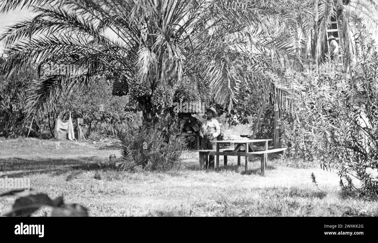 Original caption: 'Another view of the date palms on the William Marcus place, Palm Springs. In the upper right hand corner note the Indian boy on the ladder picking the fruit.' ca. 1936-1942 Stock Photo