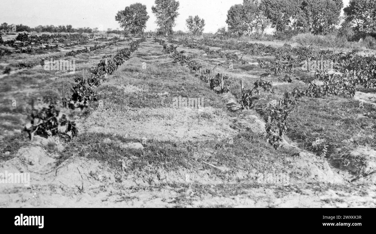 Torres-Martinez Desert Cahuilla Indians, California: Photograph of a ...