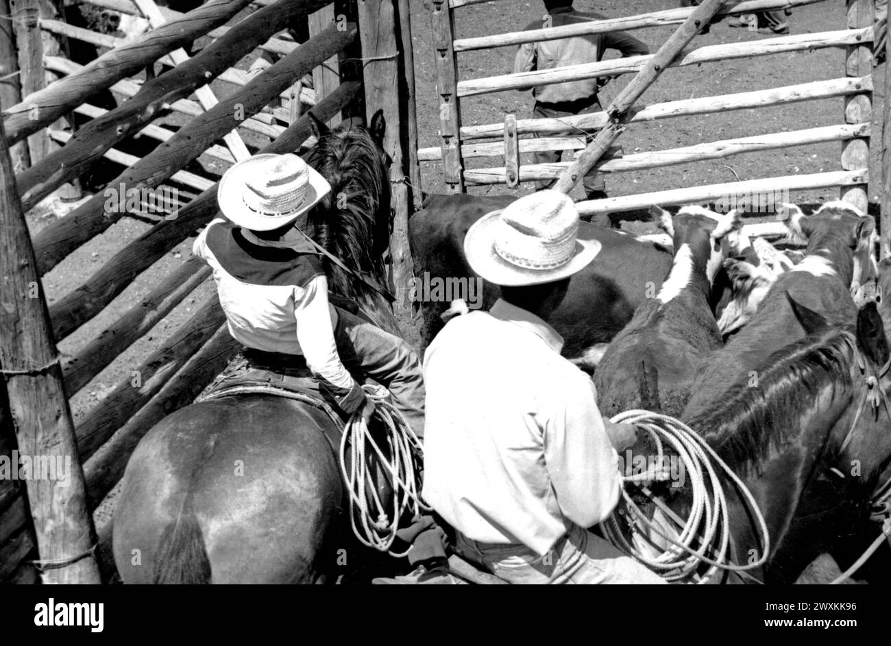 1940s cowboy cattle Black and White Stock Photos & Images - Alamy