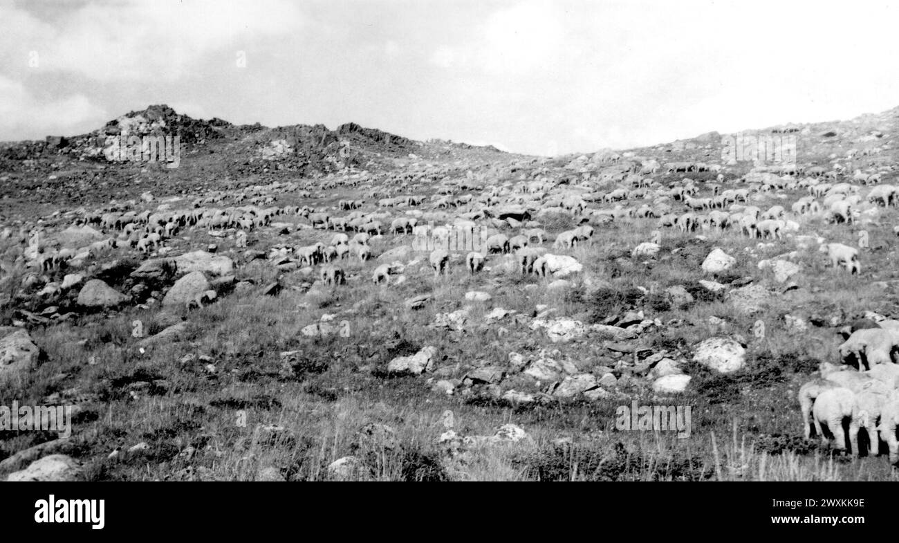 1940s sheep herd hi-res stock photography and images - Alamy