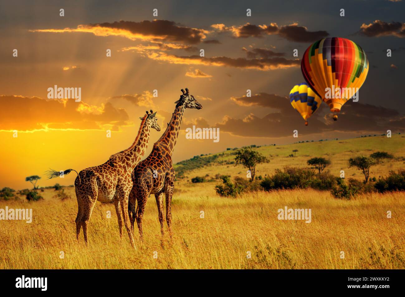 Two giraffes are standing tall on top of a dry grass field with air ballon, their long necks reaching high as they survey the landscape Stock Photo