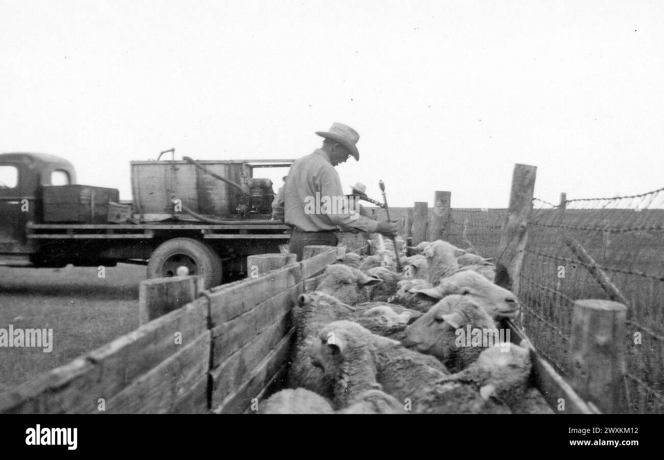 Cowboy spraying sheep with water on a Wyoming ranch ca. 1940s or 1950s Stock Photo