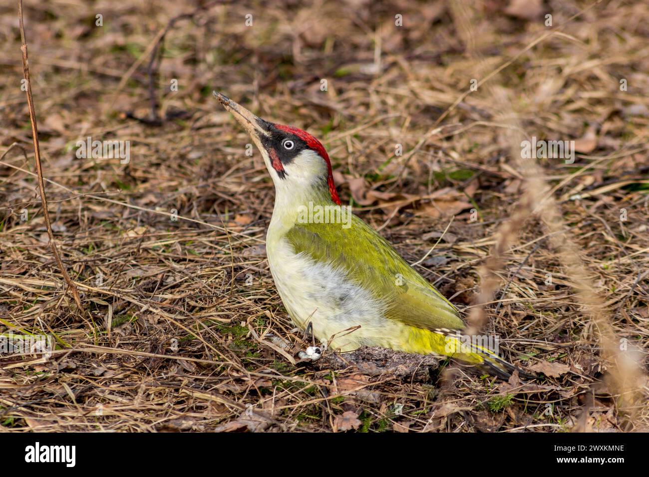 The male European green woodpecker (Picus viridis) feeds sitting on the ground in March Stock Photo