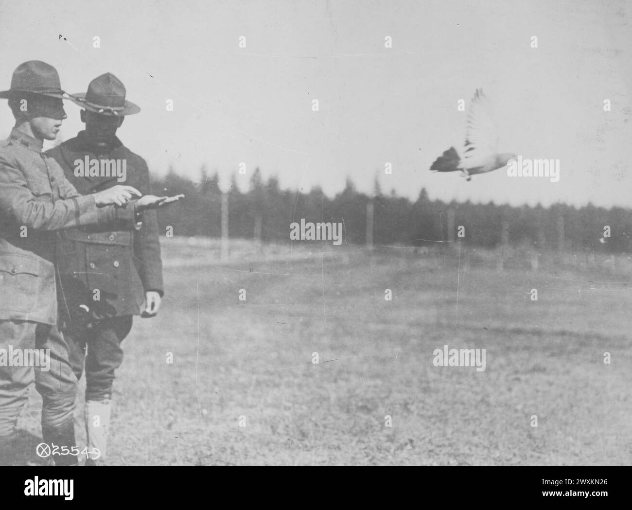 A soldier with the Signal Corps Pigeon section releases a carrier ...