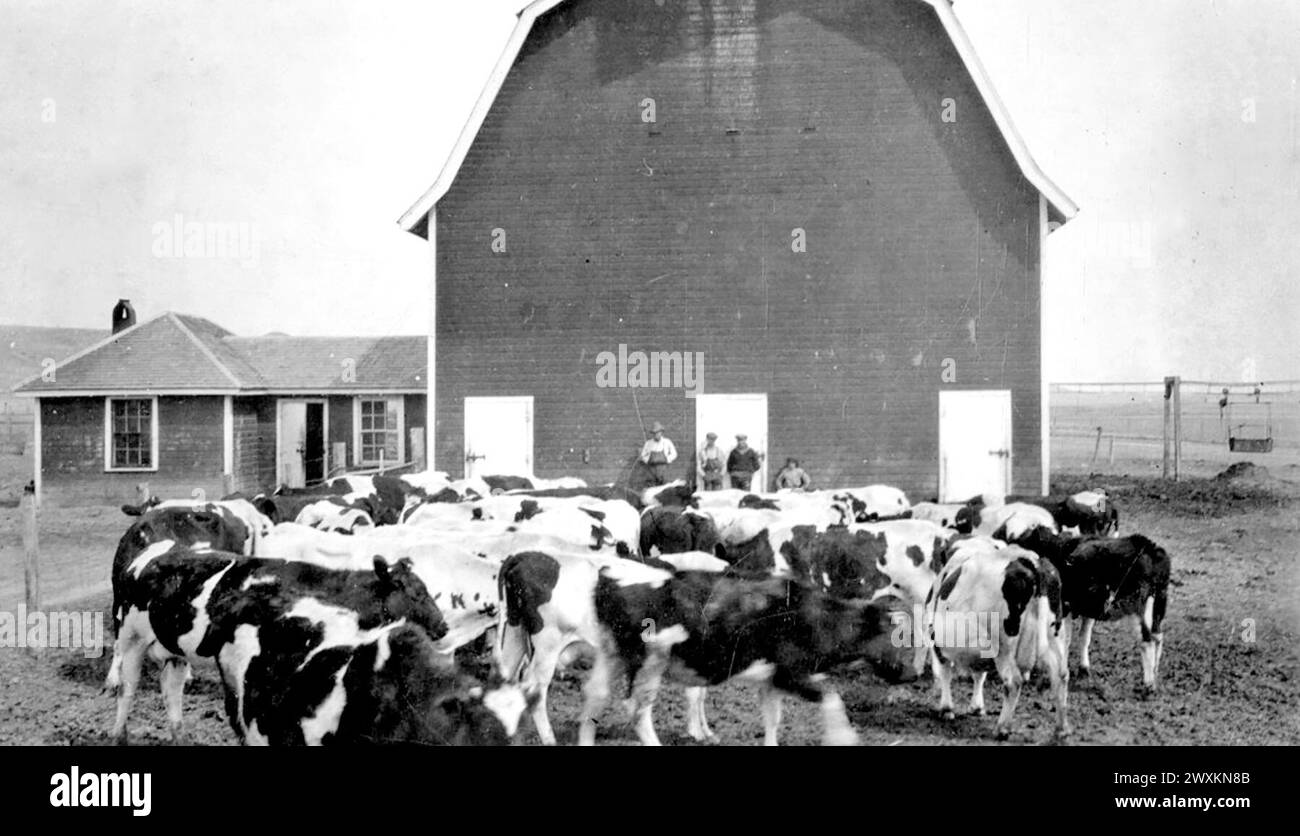 Dairy herd of holstien cows in a barn yard at a South Dakota farm ca ...