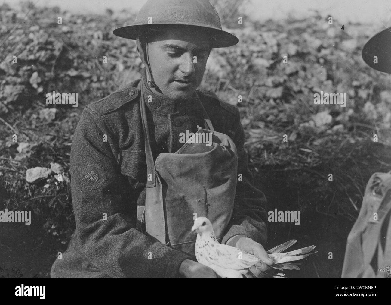 Soldier holding a pigeon Black and White Stock Photos & Images - Alamy