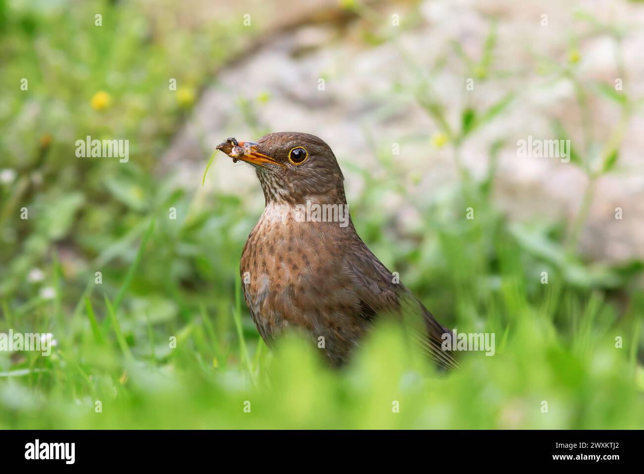 female blackbird foraging for food on lawn at the public urban park (Turdus merula); the bird managed to catch some worms Stock Photo