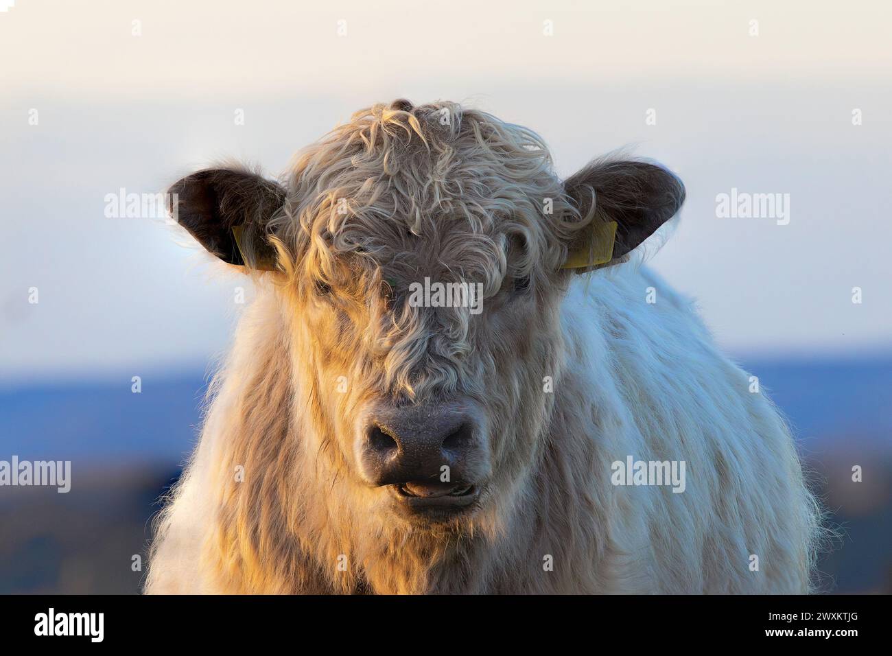 withish galloway calf portrait in the orange colors of sunset Stock Photo