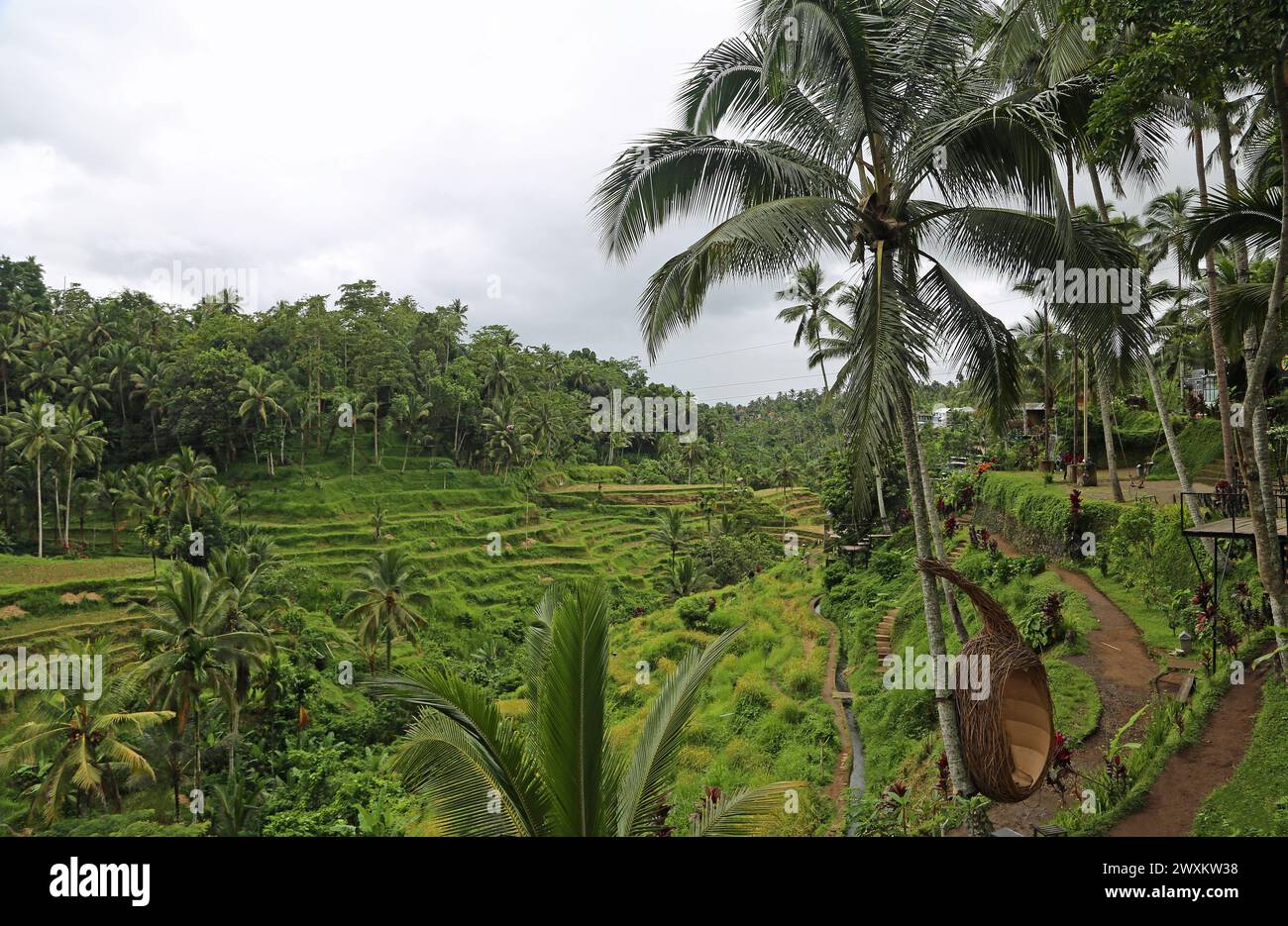 Trail to the rice terraces - Tegalalang Rice Terraces, Bali Stock Photo