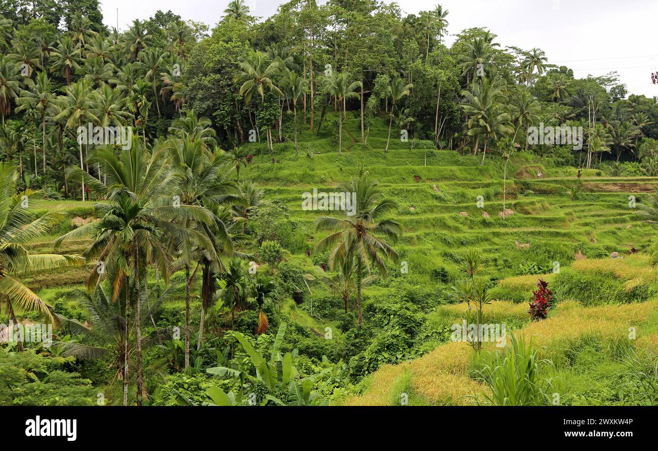 Tegalalang Rice Terraces, Bali Stock Photo