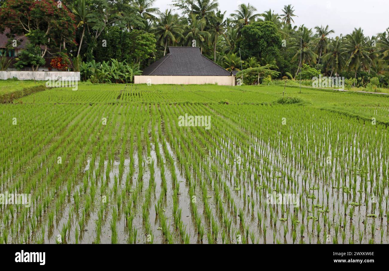 Tanggalang Rice Tegalalang rice terrace hi-res stock photography and images - Alamy