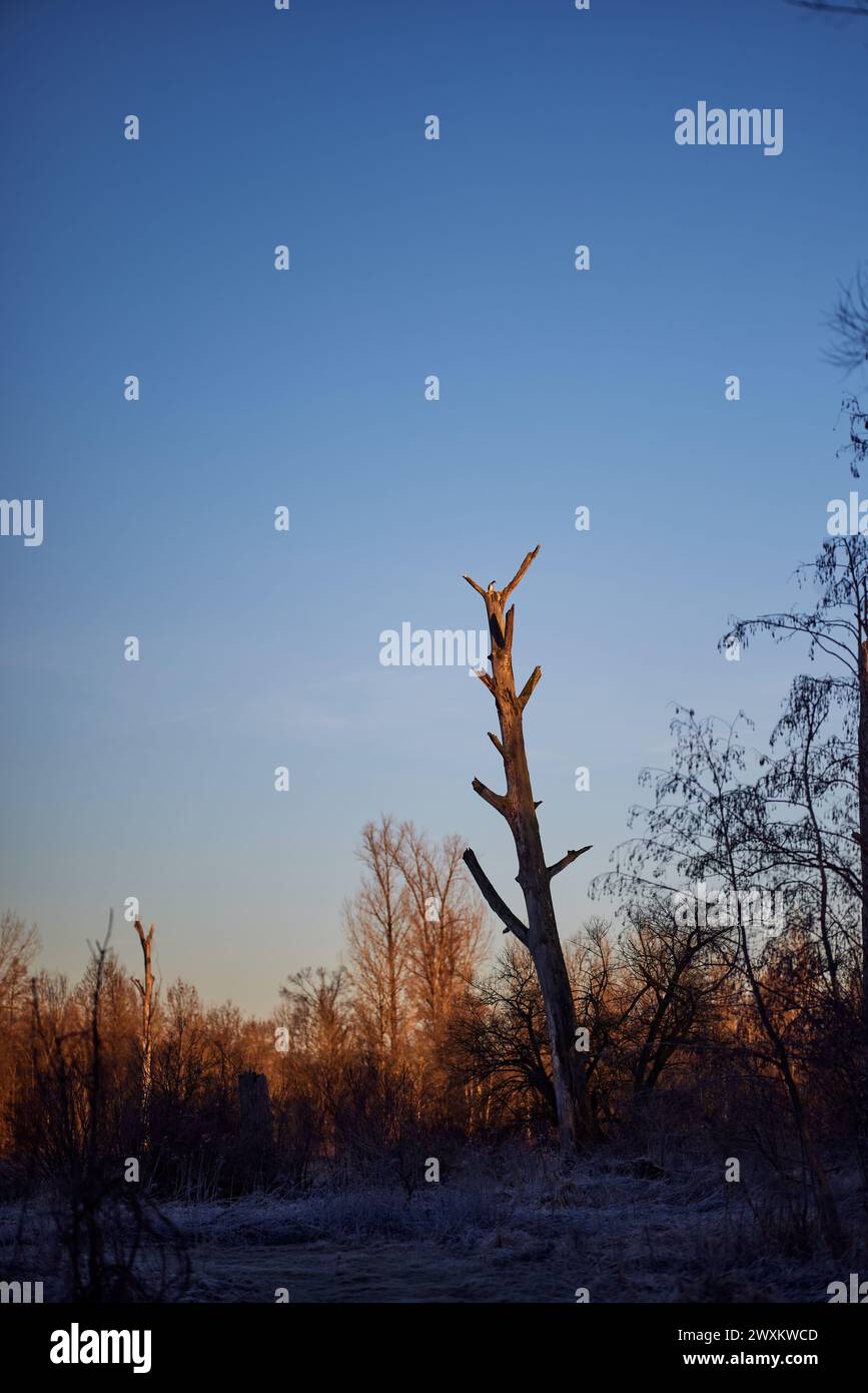Tree silhouette against sun and blue sky Stock Photo - Alamy