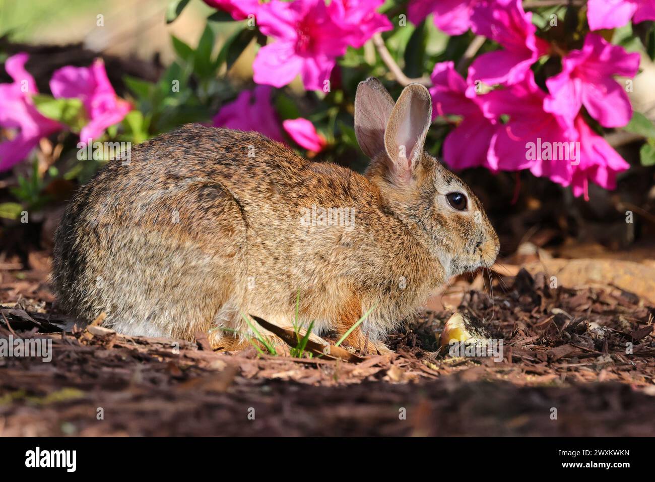 A rabbit resting beside flowers and grass on the ground Stock Photo