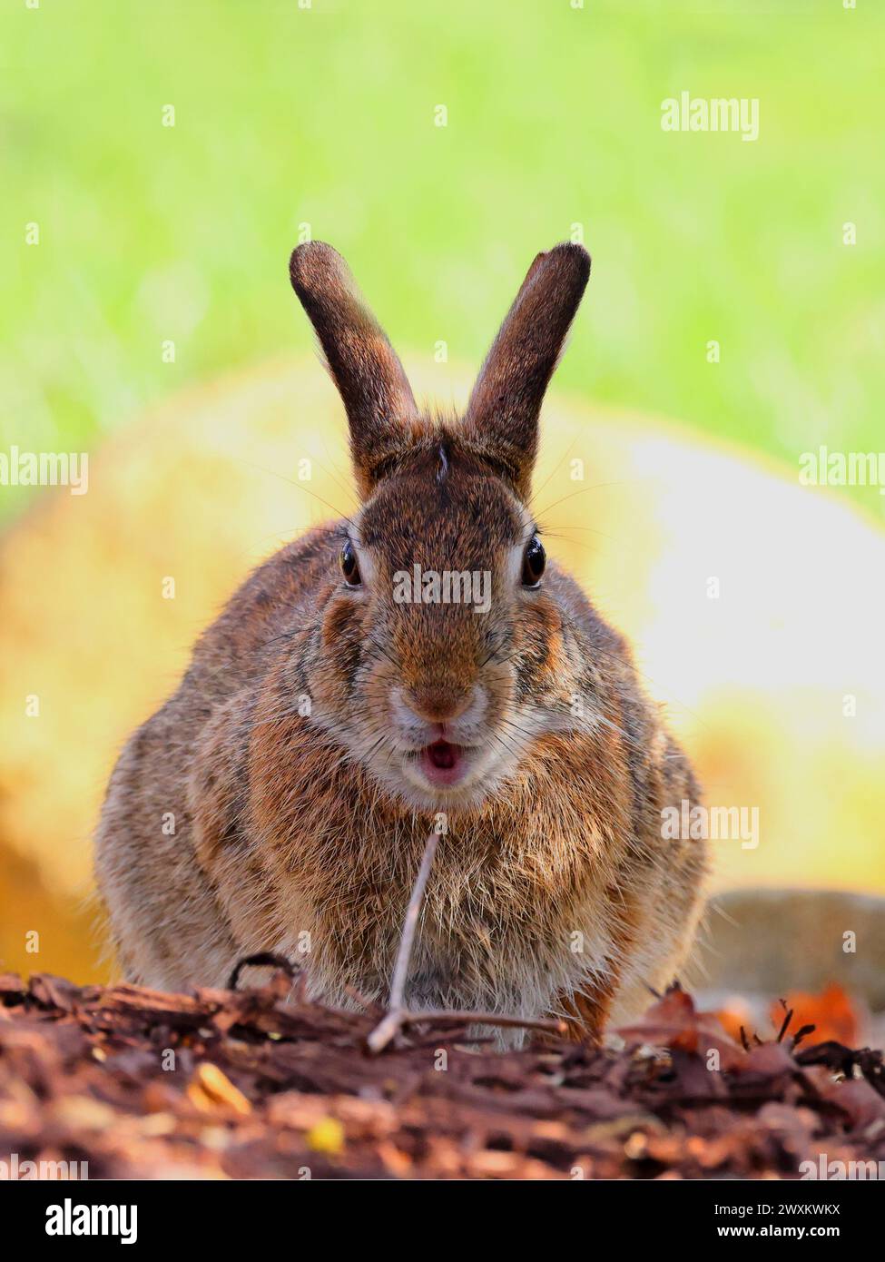 A bunny sits on ground with leaves in foreground and rock object in background Stock Photo