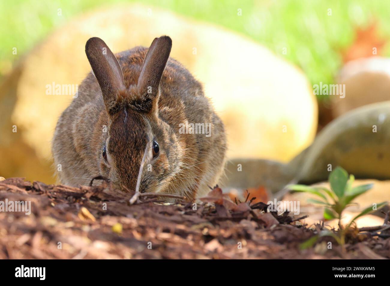Rabbit stands hi-res stock photography and images - Alamy