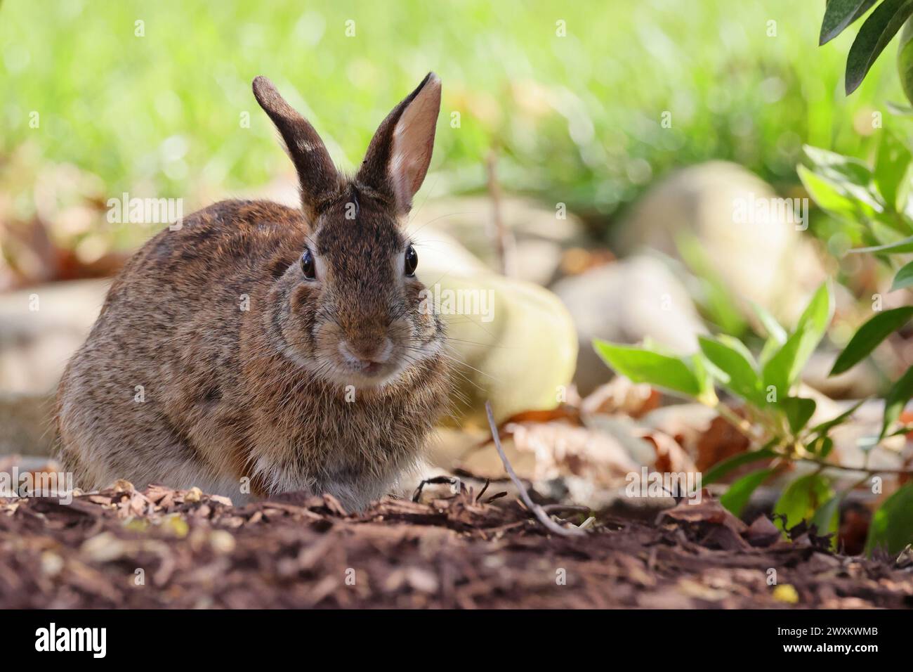 A bunny in a sunny garden with green grass Stock Photo