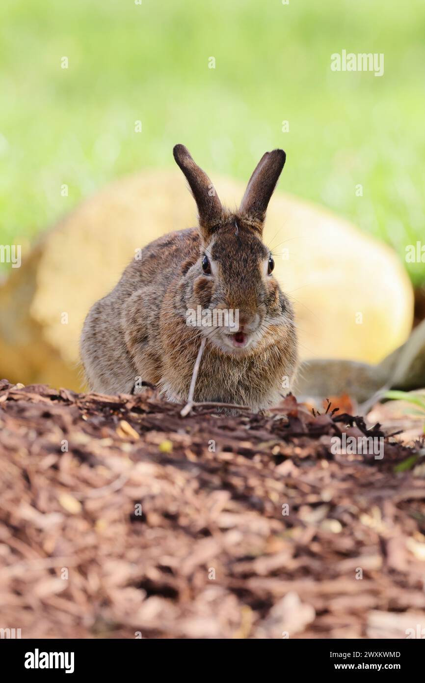 A rabbit seeking shade among rocks and trees in the forest Stock Photo