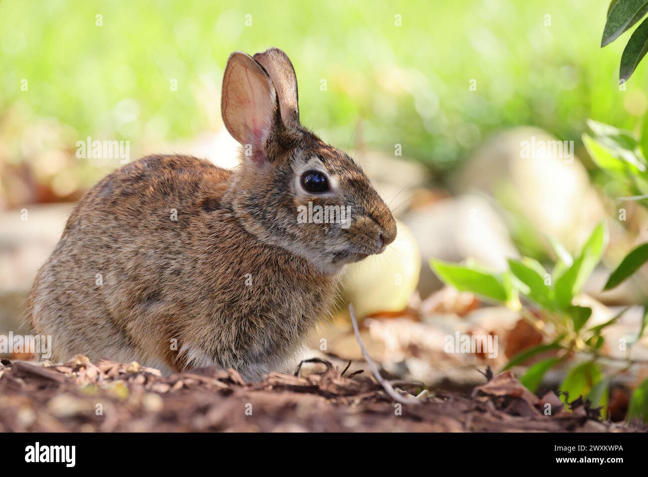 Fluffy bunny in nature hi-res stock photography and images - Alamy