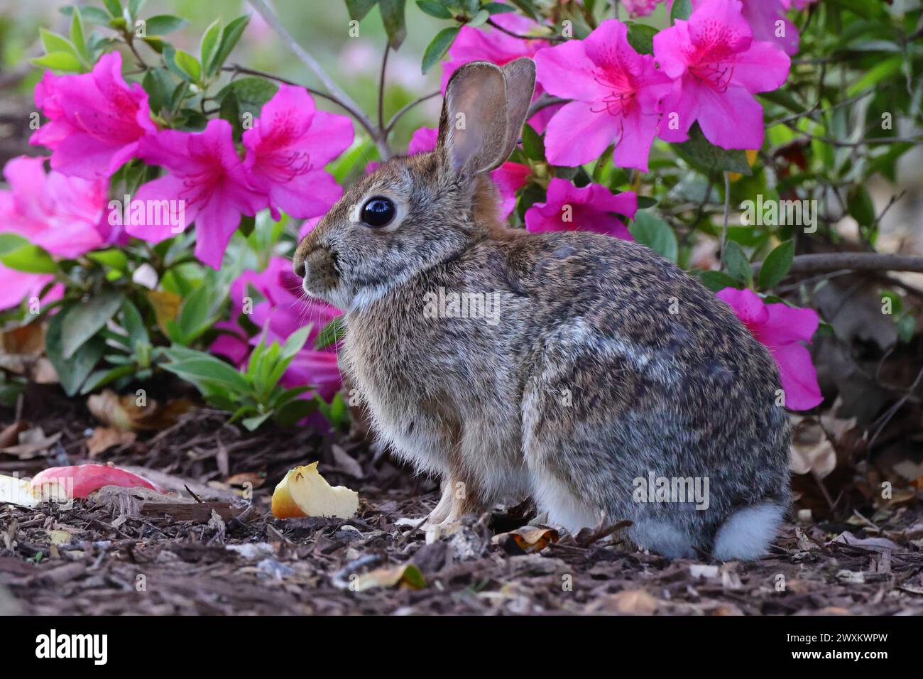 A rabbit sitting beside flowers on the ground Stock Photo