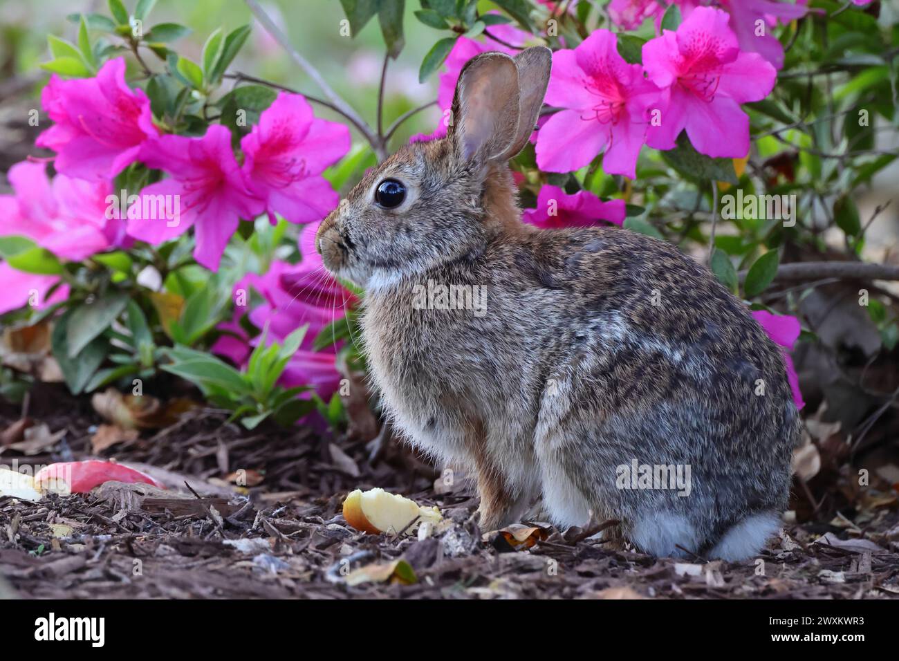 A small bunny near flowers and trees in solitude Stock Photo