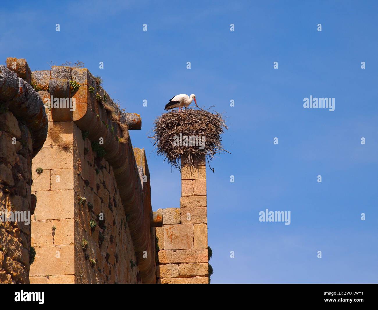 Stork nest on brick building near steep wall Stock Photo