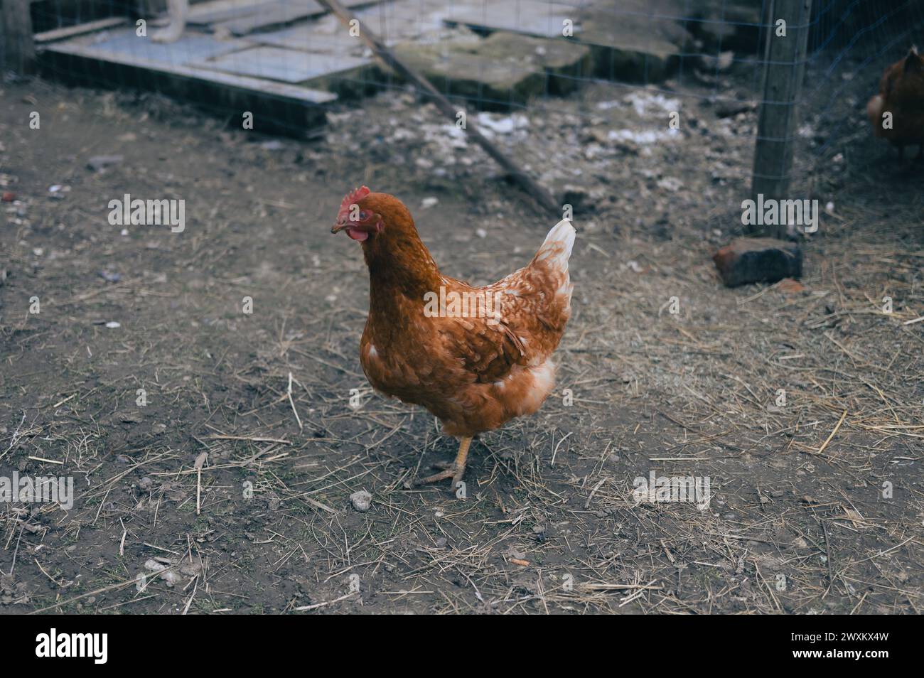 Chickens in a coop standing on the ground Stock Photo