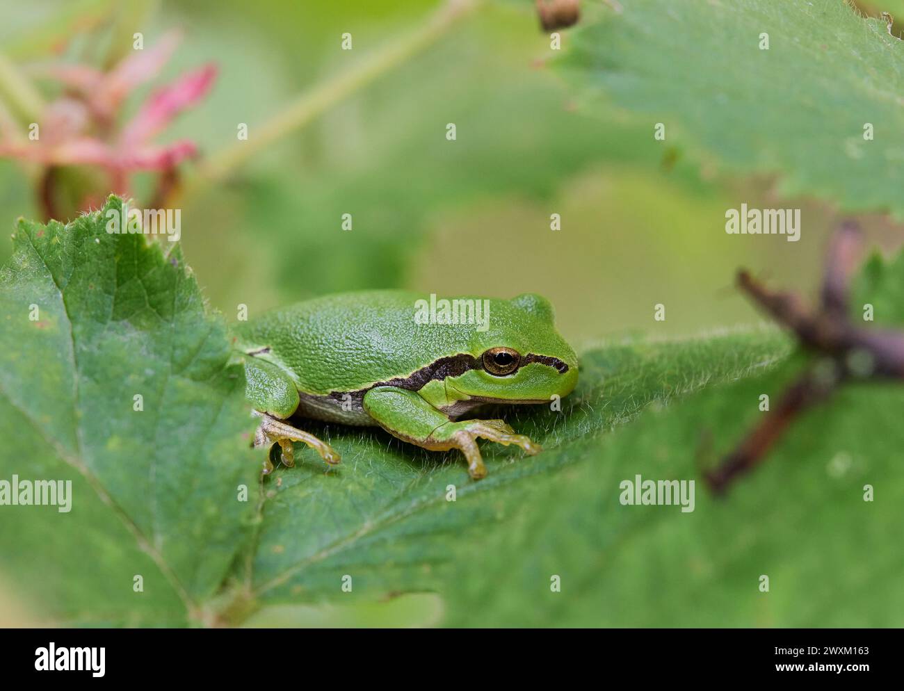 A tiny frog perched on a leaf gazes into the distance Stock Photo
