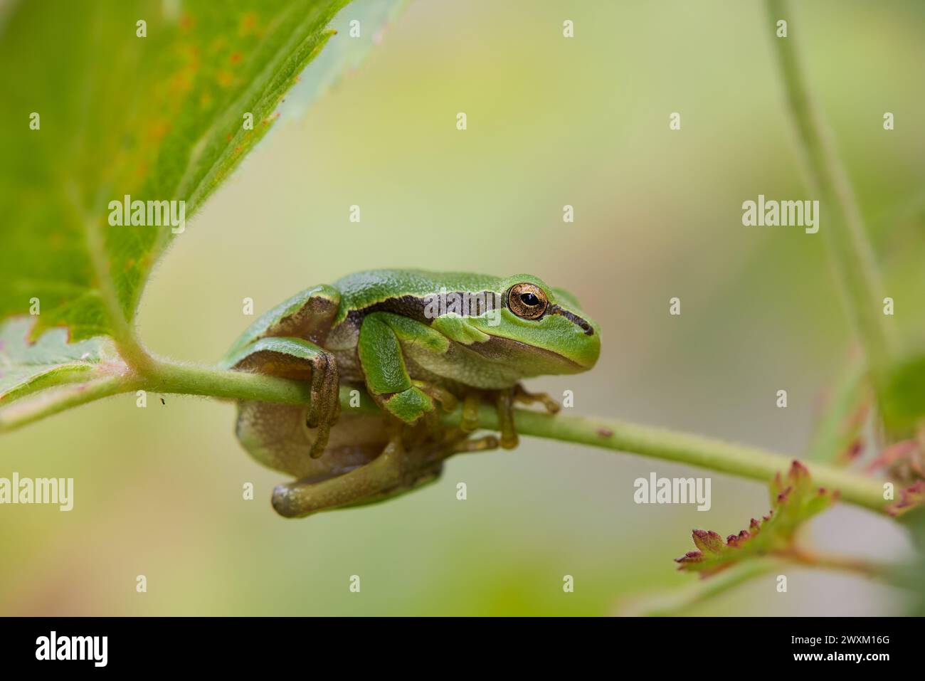 A frog perched on a branch amongst leaves Stock Photo