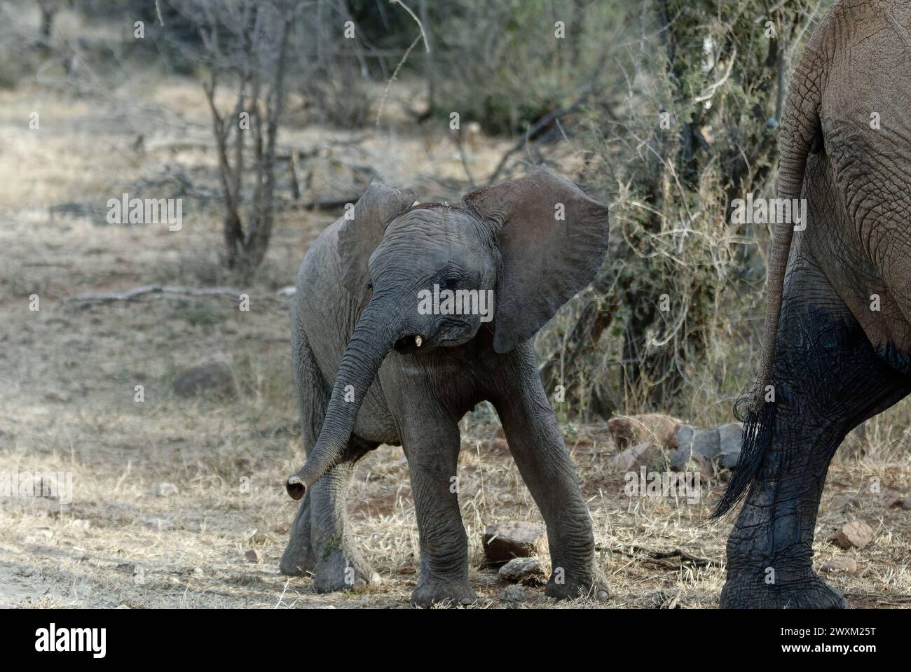 Elephants in the South African Bush - baby elephant - unsteady on legs ...