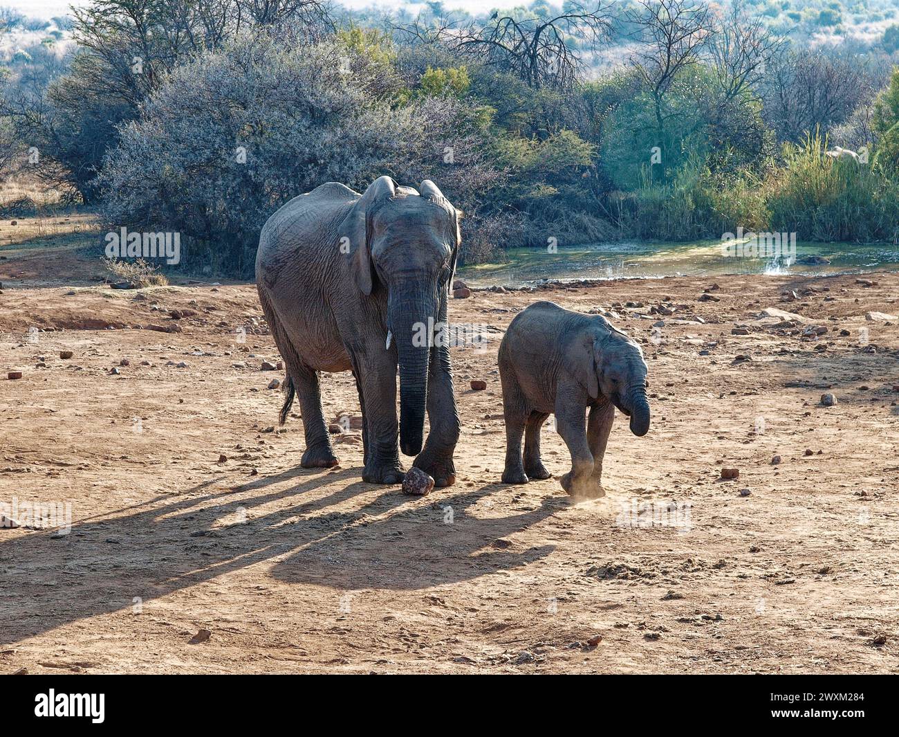 Elephants in the South African Bush - Mother elephant walking with baby elephant in front. Dry, brown ground. Stock Photo