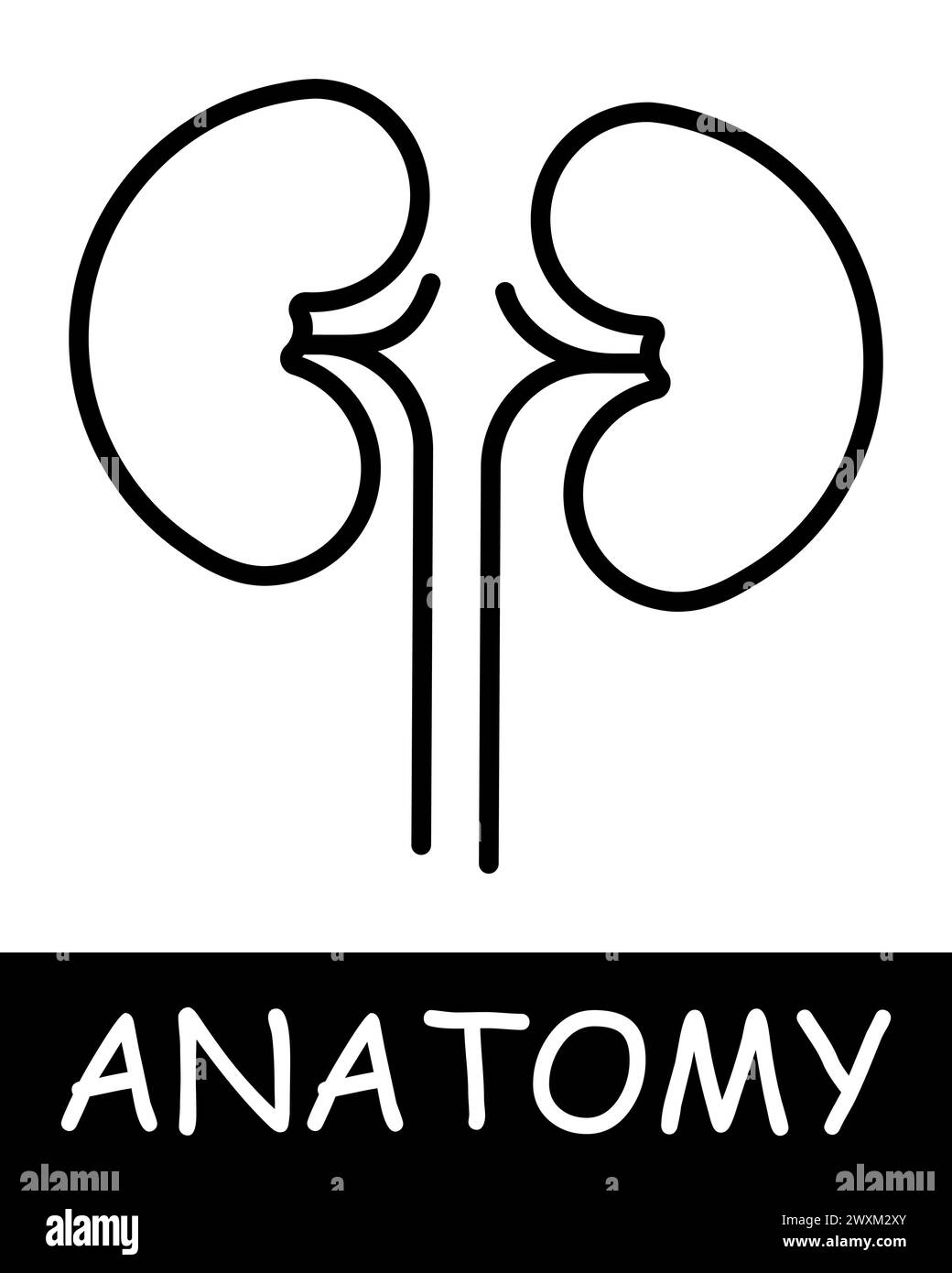 Kidneys line icon. Filtration, organ, filter, anatomy, medicine