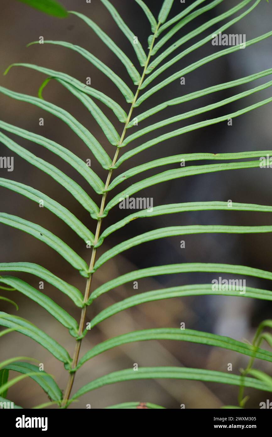 Pteris vittata (Chinese brake, Chinese ladder brake, simply ladder brake, Pakis rem cina). It is grown in gardens for its attractive appearance Stock Photo
